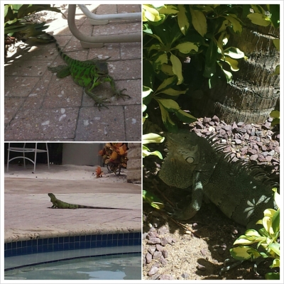 iguanas in aruba